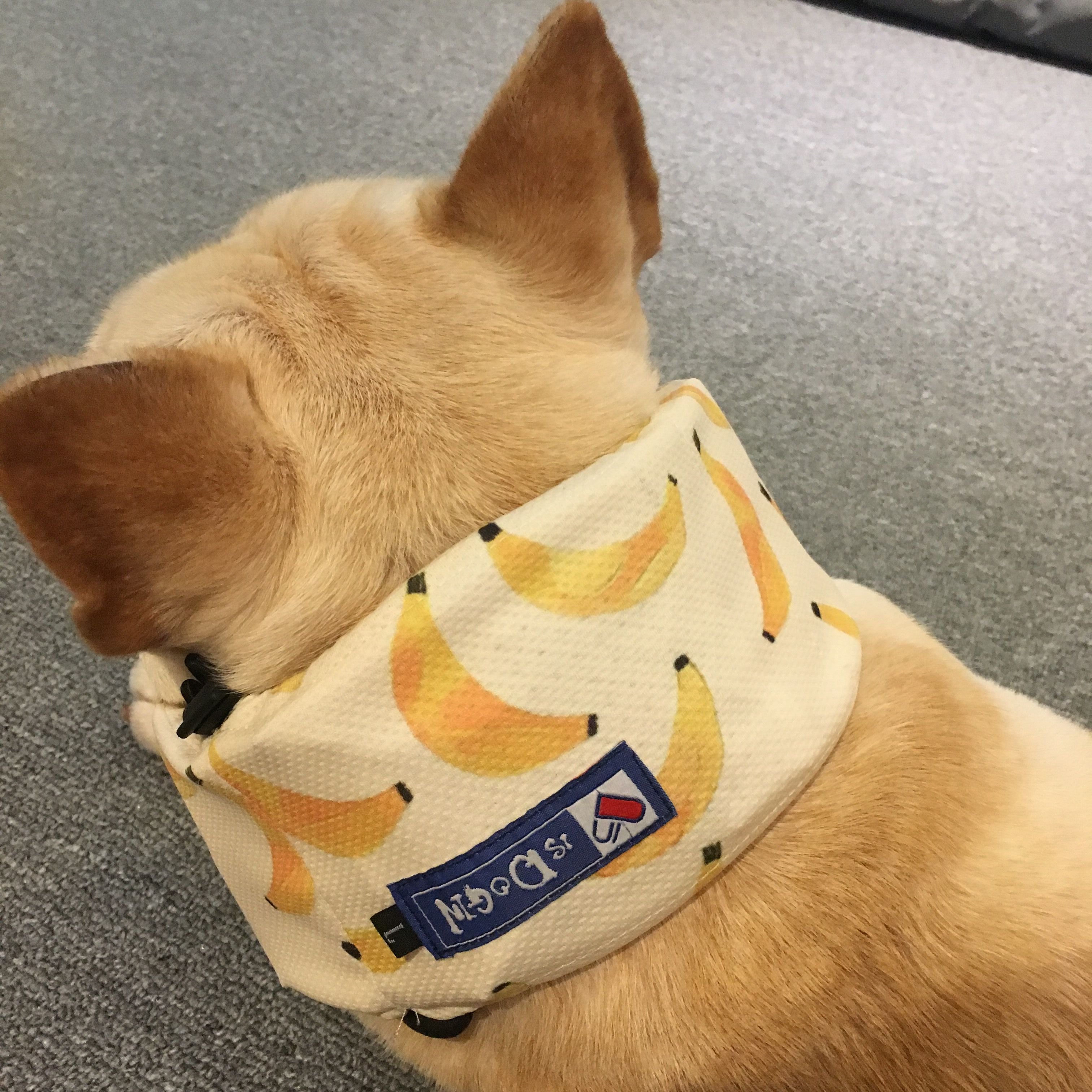 Dog Cooling Ice Scarf for Heat Relief