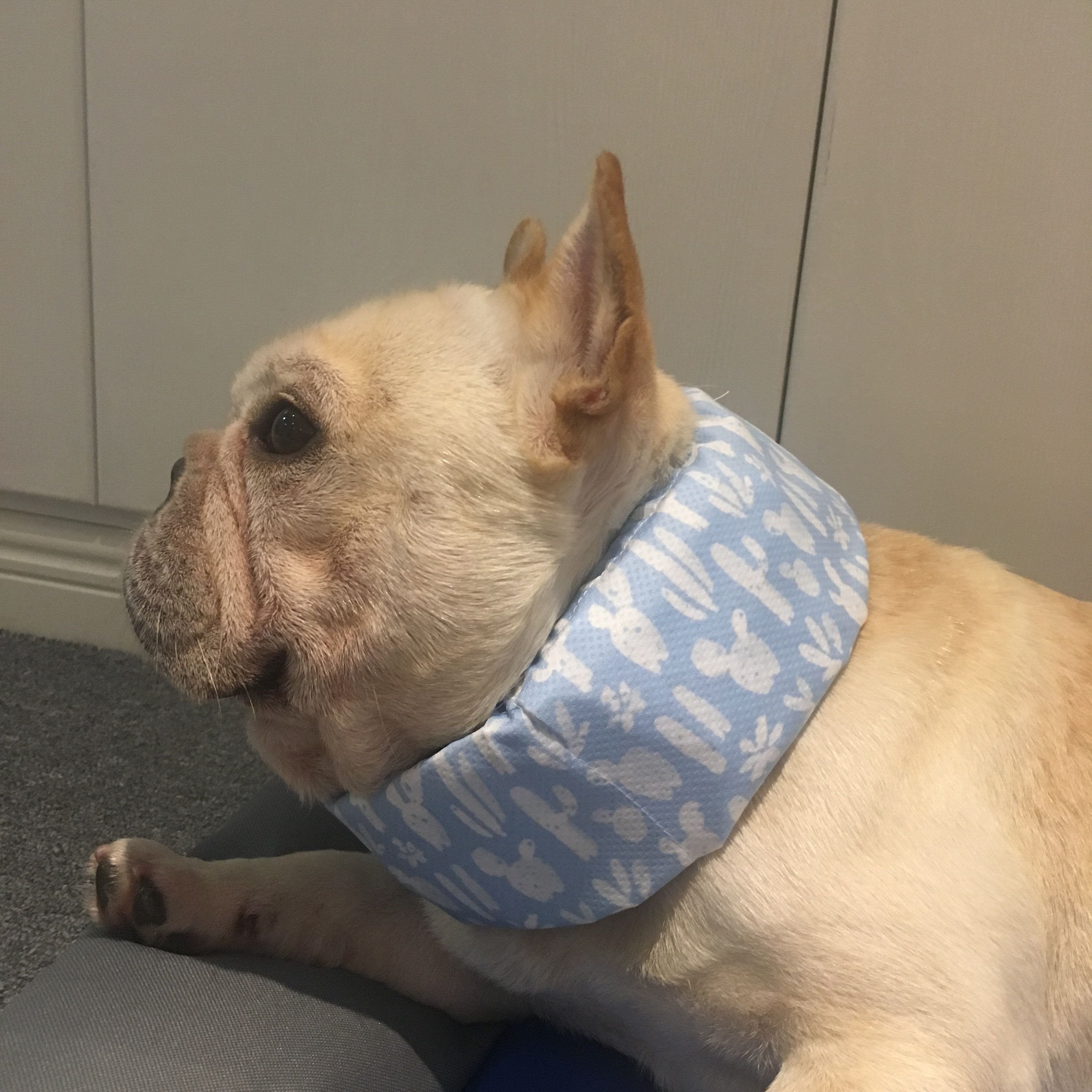 Dog Cooling Ice Scarf for Heat Relief