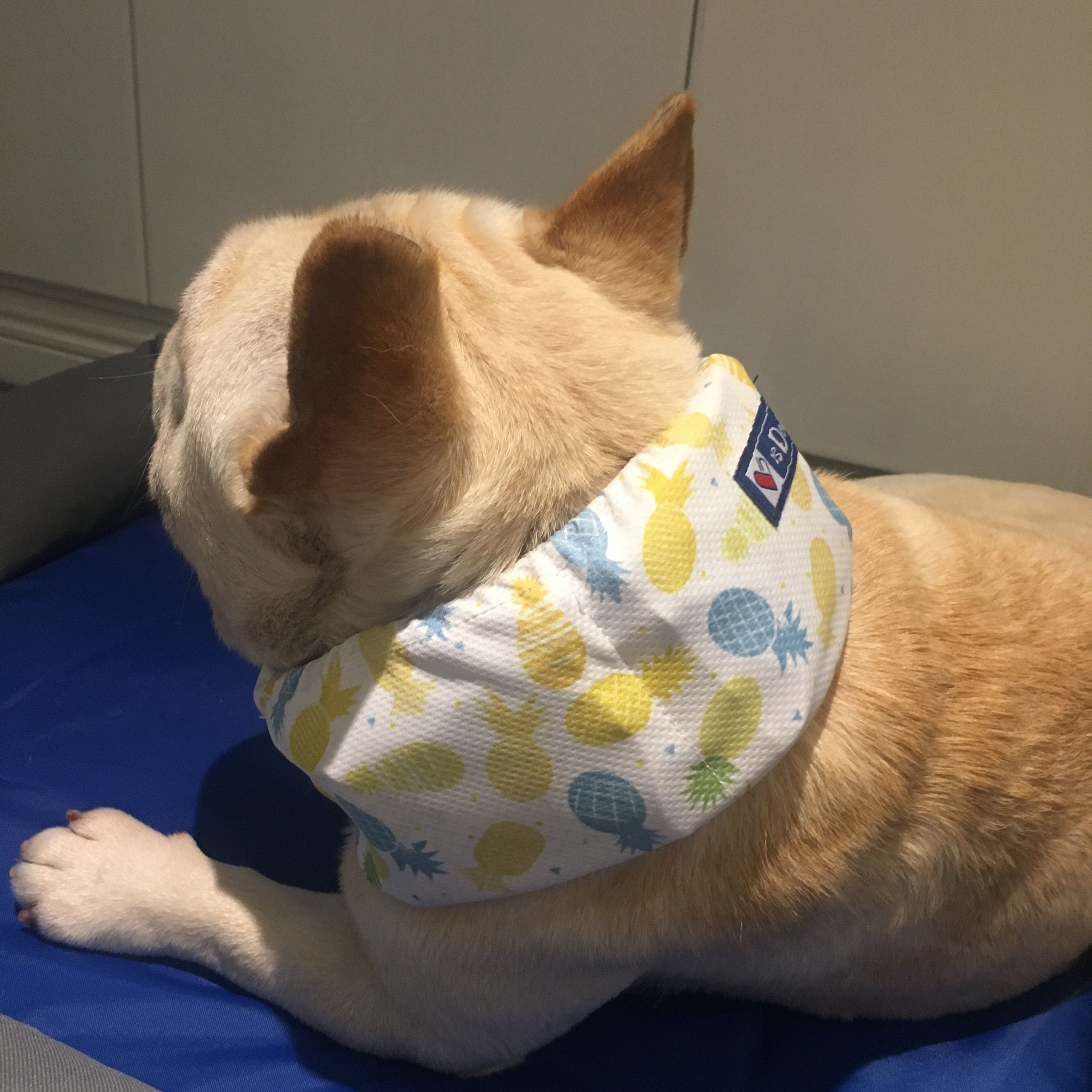 Dog Cooling Ice Scarf for Heat Relief